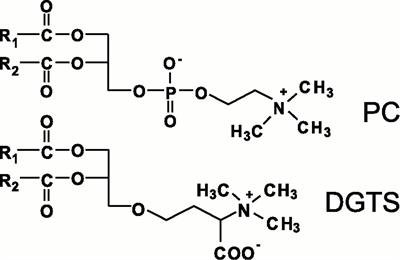 Do betaine lipids replace phosphatidylcholine as fatty acid editing hubs in microalgae?
